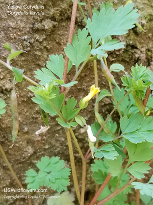 Corydalis flavula