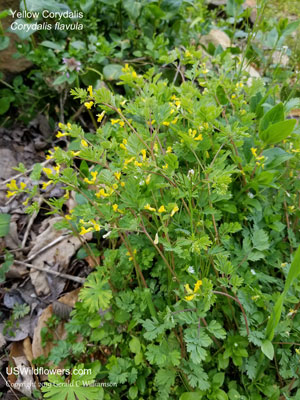 Corydalis flavula