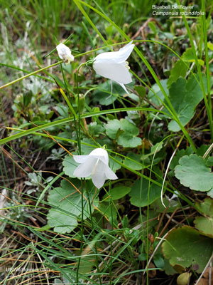 Campanula rotundifolia