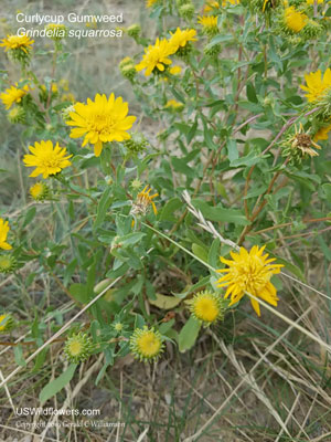 Grindelia squarrosa