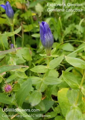 Gentiana calycosa