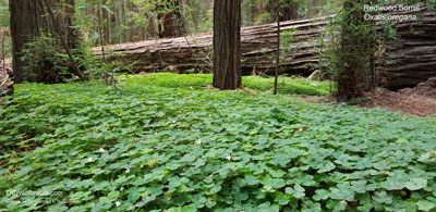 Oxalis oregana