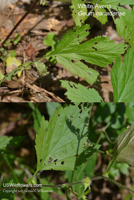 Geum canadense