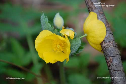 Stylophorum diphyllum