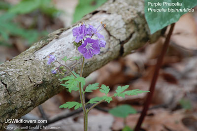 Phacelia bipinnatifida