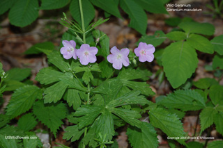 Geranium maculatum