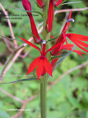 Lobelia cardinalis