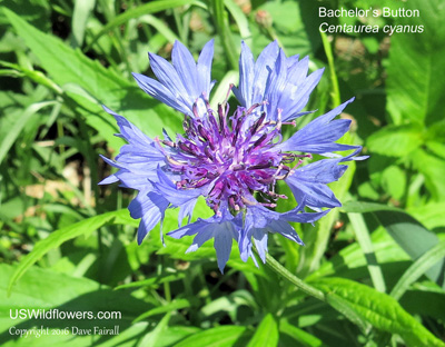 Centaurea cyanus