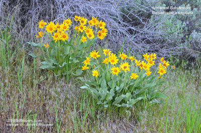 Balsamorhiza sagittata