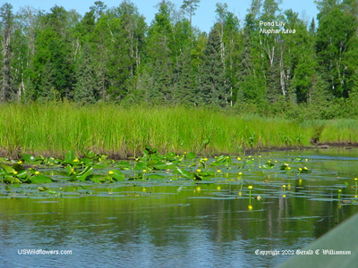 Nuphar lutea