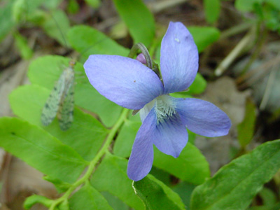 Viola sororia