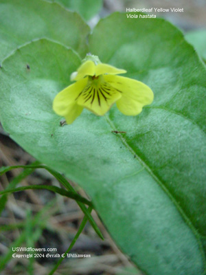 Viola hastata