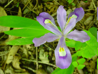 Iris cristata