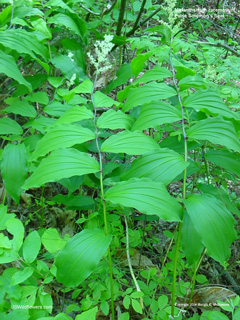 Maianthemum racemosum