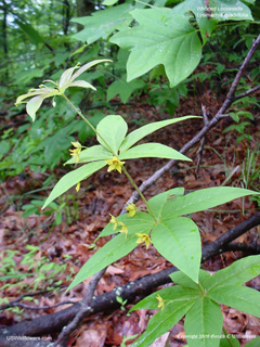 Lysimachia quadrifolia