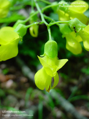 Thermopsis fraxinifolia