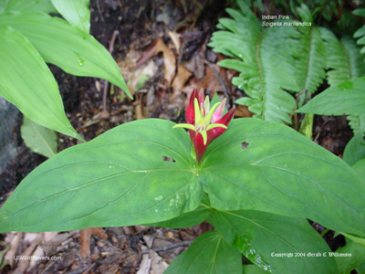 Spigelia marilandica