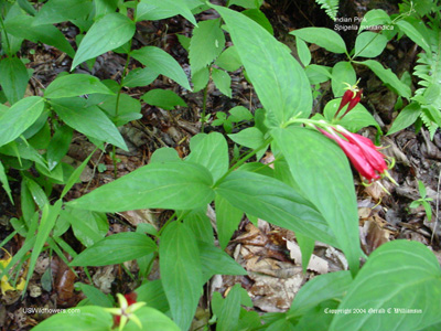 Spigelia marilandica