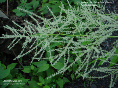 Astilbe biternata