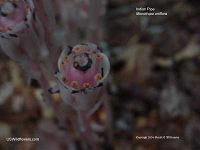 Monotropa uniflora