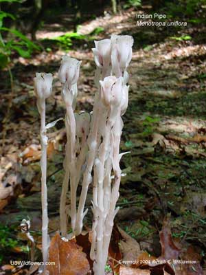 Monotropa uniflora