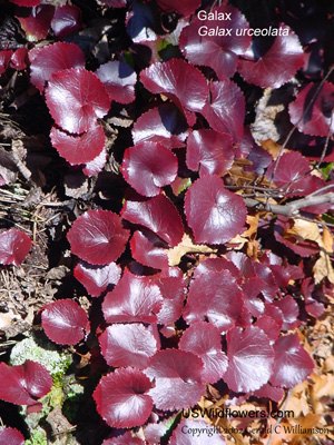 Galax urceolata