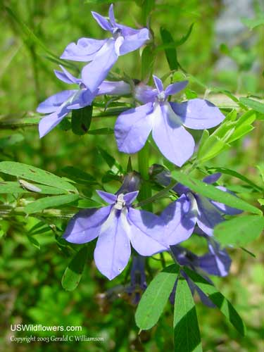 Lobelia puberula