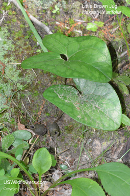 Hexastylis arifolia