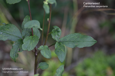 Prenanthes serpentaria