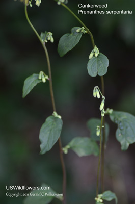 Prenanthes serpentaria