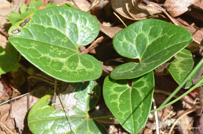 Hexastylis shuttleworthii