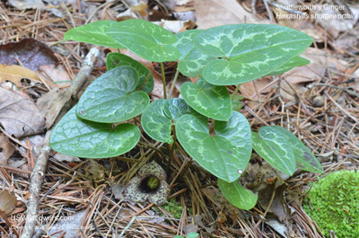 Hexastylis shuttleworthii