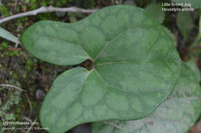 Hexastylis arifolia