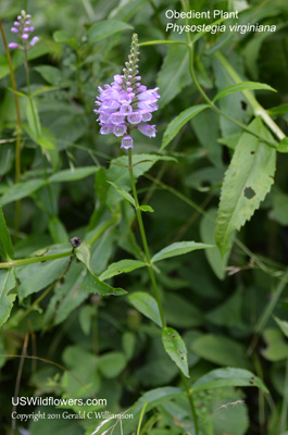 Physostegia virginiana