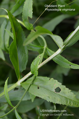 Physostegia virginiana