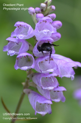 Physostegia virginiana