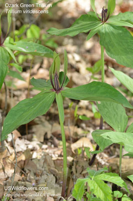 Trillium viridescens