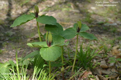 Trillium viridescens