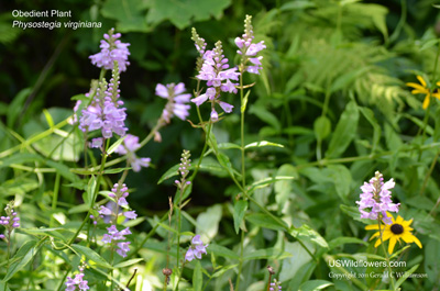 Physostegia virginiana