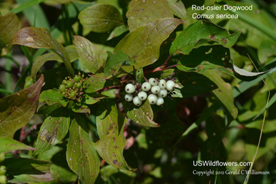 Cornus sericea