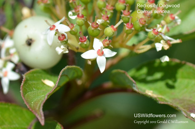 Cornus sericea