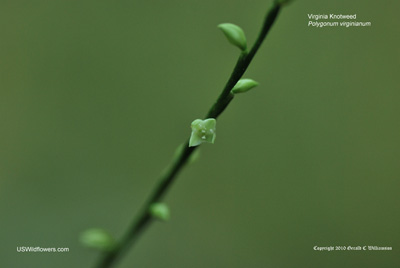 Persicaria virginiana