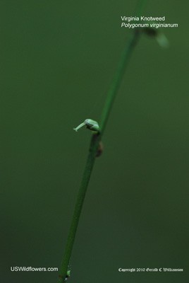 Persicaria virginiana