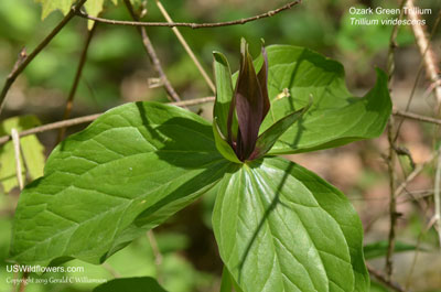 Trillium viridescens