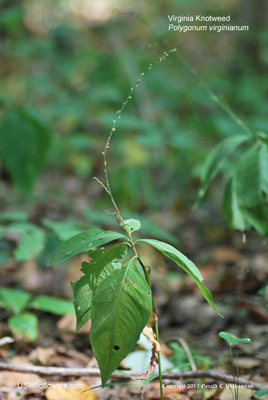 Persicaria virginiana