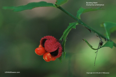 Euonymus americanus