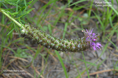 Dalea gattingeri