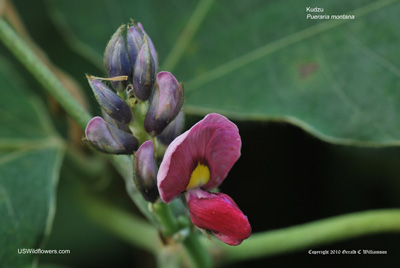 Pueraria montana