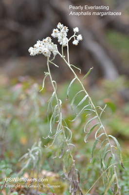 Anaphalis margaritacea