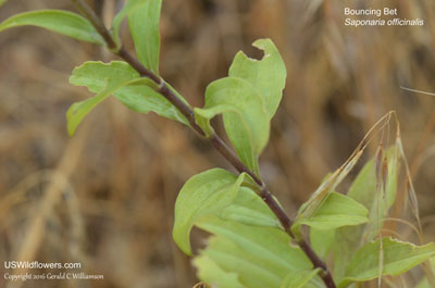 Saponaria officinalis